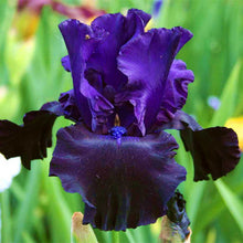 Load image into Gallery viewer, 40Pcs/Bag Rare Iris Bonsai Flower Seeds plants Multiple Colors Perennial Flower potted plants for home Garden plants
