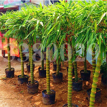 Load image into Gallery viewer, 20Pcs/Bag Rare Bamboo Bonsai Seeds Decorative Garden perennial Bambusa Ventricosa Bonsai Plants For DIY Home Garden plants
