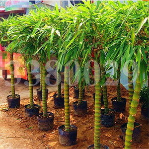 20Pcs/Bag Rare Bamboo Bonsai Seeds Decorative Garden perennial Bambusa Ventricosa Bonsai Plants For DIY Home Garden plants