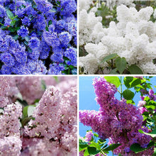 Load image into Gallery viewer, 100pcs Lilac Lagerstroemia bonsai beautiful gaint flower tree bonsai tree perennial flowers plants for home garden flower plants
