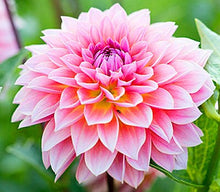 Load image into Gallery viewer, 50Pcs Dahlia Seeds Bonsai Flowers Plants beautiful and Popular Gaint Flower Seeds Bonsai Plant for Home Garden Potted Plantas decoration
