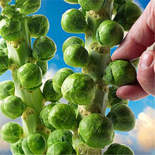 Load image into Gallery viewer, 100pcs Spore cabbage Vegetable seeds Brassica oleracea vegetable mini cabbage vegetable bonsai plants for home garden plants planting
