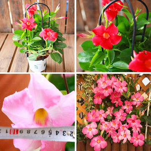 100pcs/bag Mandevilla Dipladenia Seeds Bonsai indoor plants Ornamental Plant for home garden courtyard