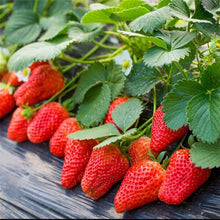 Load image into Gallery viewer, 600pcs/bag Giant Japan strawberry Bonsai giant red strawberry seeds organic perennial fruit bonsai garden plants planting
