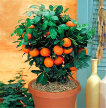 Load image into Gallery viewer, 20pcs Orange Fruit Seeds Bonsai Citrus Bonsai Mandarin Orange plants Edible Fruit Bonsai Tree Healthy Food Home Garden decoration plantas
