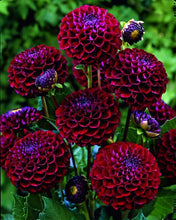 Load image into Gallery viewer, 100pcs Dahlia Seeds not Bulbs Dahlia flower bonsai temperate perennial flowering plants for home garden pot plants
