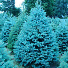 Load image into Gallery viewer, 100pcs Bonsai Blue Spruce plants Picea Pungens plant Evergreen Tree for home garden potted plants
