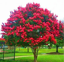 Load image into Gallery viewer, 100pcs Lagerstroemia Seeds indica bonsai Lagerstroemia flower tree perennial blooming plants for home garden decoration bonsai plants
