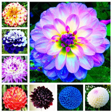 Load image into Gallery viewer, Dahlia Bonsai multiple colour dahlia flower(not bulbs) perennial flowering plants decorative home garden flower plants
