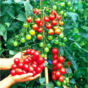 200 Pcs/bag Tomato Bonsai Plant Delicious Cherry Tomato Seeds Vegetables Edible Food Balcony Potted Planting Garden