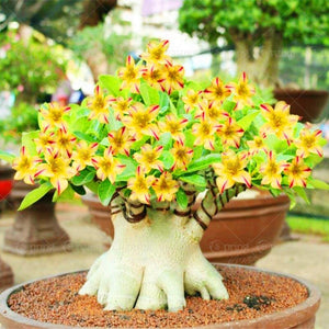 Desert Rose Seeds Bonsai Adenium obesum flower seeds bonsai plants flowering potted plant for home garden flores plantas