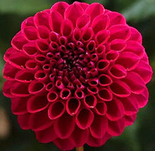 Load image into Gallery viewer, 50Pcs Dahlia Seeds Bonsai Flowers Plants beautiful and Popular Gaint Flower Seeds Bonsai Plant for Home Garden Potted Plantas decoration
