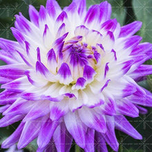 Load image into Gallery viewer, Dahlia Bonsai multiple colour dahlia flower(not bulbs) perennial flowering plants decorative home garden flower plants
