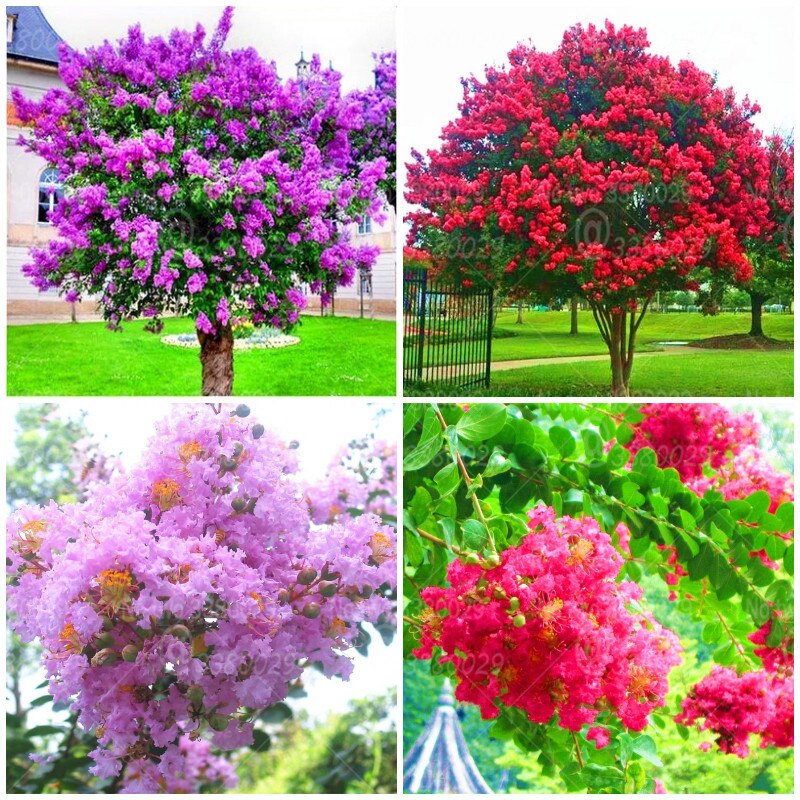 100pcs Lagerstroemia Seeds indica bonsai Lagerstroemia flower tree perennial blooming plants for home garden decoration bonsai plants