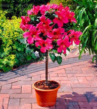 Load image into Gallery viewer, 100pcs/pack Hibiscus Seeds Bonsai Hibiscus Flower Bonsai Tree Perennial Flowering Potted Plants For Home Garden Decoration Plants
