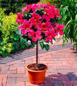 100pcs/pack Hibiscus Seeds Bonsai Hibiscus Flower Bonsai Tree Perennial Flowering Potted Plants For Home Garden Decoration Plants