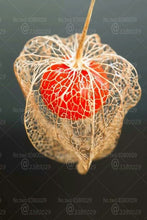 Load image into Gallery viewer, 100pcs Physalis peruviana seeds bonsai plants Cape gooseberry fruit seeds Delicious fruit and vegetable plants for home garden potted plants
