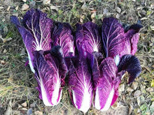 Load image into Gallery viewer, 100pcs Korea Purple Cabbage Seeds Bonsai Organic non-transgenic fruit and vegetable plants good taste and high nutrition garden plants
