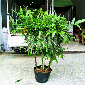 20Pcs/Bag Rare Bamboo Bonsai Seeds Decorative Garden perennial Bambusa Ventricosa Bonsai Plants For DIY Home Garden plants