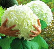 Load image into Gallery viewer, 50Pcs Gaint Hydrangea Seeds Bonsai flower bonsai Seeds plants rare flower potted plant bonsai tree Semilla plantas
