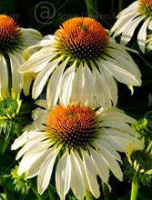 Load image into Gallery viewer, 100pcs Echinacea Seeds Bonsai Echinacea purpurea flower perennial flowering plants rare chrysanthemum for home garden bonsai plants
