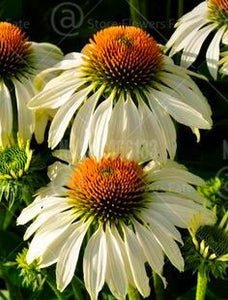 100pcs Echinacea Seeds Bonsai Echinacea purpurea flower perennial flowering plants rare chrysanthemum for home garden bonsai plants