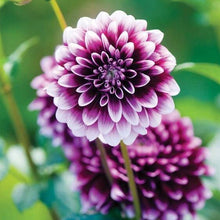 Load image into Gallery viewer, Dahlia Bonsai multiple colour dahlia flower(not bulbs) perennial flowering plants decorative home garden flower plants
