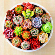 Load image into Gallery viewer, Mix Lithops flores Living Stones Succulent Cactus Organic Mini Garden flower bonsai plants for indoor succulent plants
