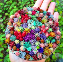 Load image into Gallery viewer, Pearl bonsai succulent seeds plant Lithops Living Stones Succulent Cactus seeds Organic Mini Garden flower bonsai
