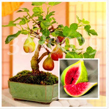 Load image into Gallery viewer, 100pcs Fig fruit Seeds bonsai Ficus carica rare tropical fruit bonsai tree perennial potted plants for home garden planting
