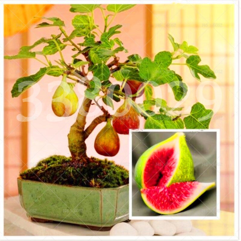 100pcs Fig fruit Seeds bonsai Ficus carica rare tropical fruit bonsai tree perennial potted plants for home garden planting