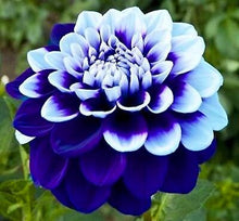 Load image into Gallery viewer, 50Pcs Dahlia Seeds Bonsai Flowers Plants beautiful and Popular Gaint Flower Seeds Bonsai Plant for Home Garden Potted Plantas decoration
