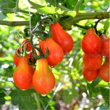 Load image into Gallery viewer, 200pcs Climbing Tomato Seeds mini cherry milk tomatoes bonsai fruit and vegetables plants seeds for home garden planting potted plant
