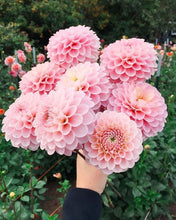 Load image into Gallery viewer, 100pcs Dahlia Seeds not Bulbs Dahlia flower bonsai temperate perennial flowering plants for home garden pot plants
