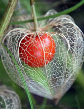 Load image into Gallery viewer, 100pcs Physalis peruviana seeds bonsai plants Cape gooseberry fruit seeds Delicious fruit and vegetable plants for home garden potted plants
