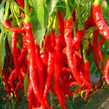 Load image into Gallery viewer, 200 pcs Giant Spicy Red Chili Hot Pepper Seeds bonsai Vegetable plant home garden courtyard balcony potted plant Vegetable Seeds
