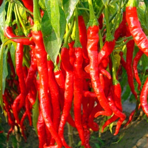 200 pcs Giant Spicy Red Chili Hot Pepper Seeds bonsai Vegetable plant home garden courtyard balcony potted plant Vegetable Seeds