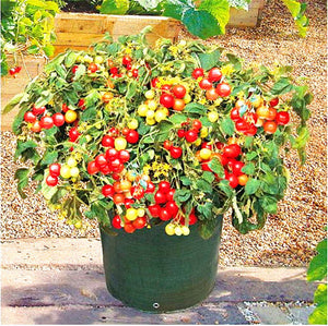 200 Pcs/bag Tomato Bonsai Plant Delicious Cherry Tomato Seeds Vegetables Edible Food Balcony Potted Planting Garden