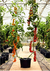 200 Pcs/bag Tomato Bonsai Plant Delicious Cherry Tomato Seeds Vegetables Edible Food Balcony Potted Planting Garden