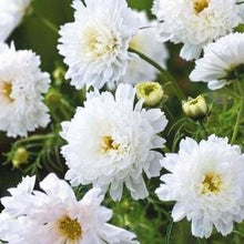 Load image into Gallery viewer, 100pcs Double Cosmos Seeds Flower plants Perennial Potted Flower Seed Plant For Home Garden Decorative flowers Plantas easy grow
