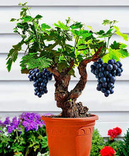 Load image into Gallery viewer, 50pcs Grape Bonsai Seeds plants Miniature Plantas bonsai Organic Grpes Fruit Seeds Planting For home MIni Garden Potted plant Bonsai fruit tree
