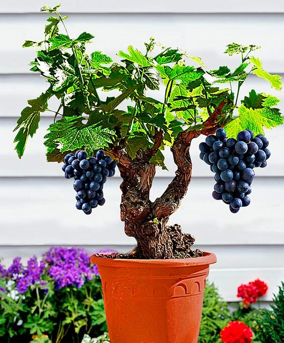 50pcs Grape Bonsai Seeds plants Miniature Plantas bonsai Organic Grpes Fruit Seeds Planting For home MIni Garden Potted plant Bonsai fruit tree