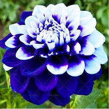 Load image into Gallery viewer, Dahlia Bonsai multiple colour dahlia flower(not bulbs) perennial flowering plants decorative home garden flower plants
