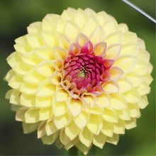 Load image into Gallery viewer, 100pcs Dahlia Seeds not Bulbs Dahlia flower bonsai temperate perennial flowering plants for home garden pot plants
