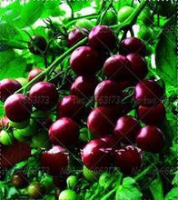 Load image into Gallery viewer, 200pcs Climbing Tomato Seeds mini cherry milk tomatoes bonsai fruit and vegetables plants seeds for home garden planting potted plant
