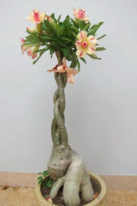 Desert Rose Seeds Bonsai Adenium obesum flower seeds bonsai plants flowering potted plant for home garden flores plantas