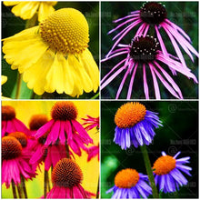 Load image into Gallery viewer, 100pcs Echinacea Seeds Bonsai Echinacea purpurea flower perennial flowering plants rare chrysanthemum for home garden bonsai plants
