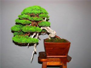 20pcs Rare Beautiful Juniper Bonsai Tree Seeds Potted Flower Office Bonsai Purify The Air