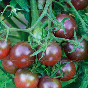 200pcs Rare Tomato bonsai yellow & black tomato plants vegetable seeds Organic non-transgenic high yield fruit and vegetables potted plant