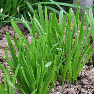 100 Pcs Bonsai Garlic Chives Seeds Chinese Organic Vegetable Seed Non-GMO Healthy Bonsai Green Food Vegatable For Home Garden plants